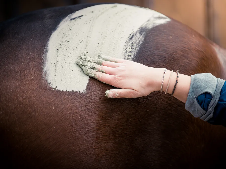 La main de Marie Clément étale un enveloppement d'algues sur la croupe d'un cheval bai