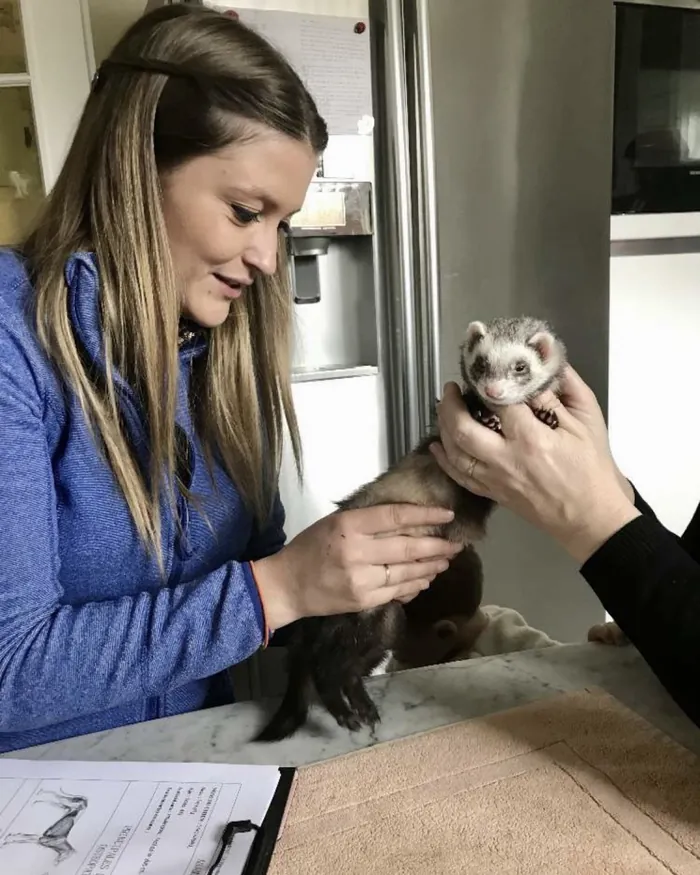 Marie Clément manipule un furet en consultation